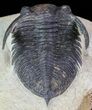 Bargain, Zlichovaspis Trilobite - Atchana, Morocco #68669-6